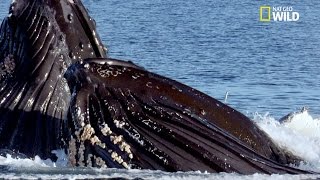 La chasse coopérative des baleines à bosse [upl. by Adnih]