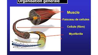 Histologie partie5  Tissu musculaire S1  SVIBCG [upl. by Amleht]