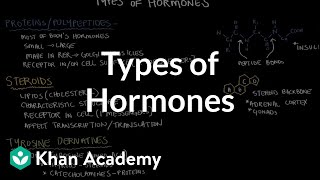 Types of hormones  Endocrine system physiology  NCLEXRN  Khan Academy [upl. by Milano]