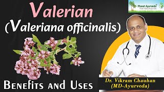 Valerian uses and Benefits [upl. by Ardeen]