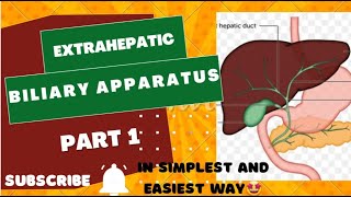 Extrahepatic biliary apparatus  in simplest wayayeshamedicaleducation [upl. by Olpe]