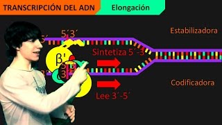 Transcripción del ADN Paso a Paso [upl. by Aritak]