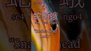 蛇頭蛾  Snake’s Head Moth cantonese etymology atlasmoth attacusatlas moth moths animalfacts [upl. by Terces]