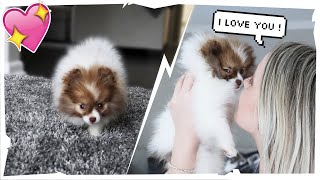 SURPRISING MY GIRLFRIEND WITH A PUPPY EMOTIONAL SHE CRIED [upl. by Elysha918]