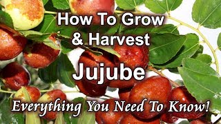 How To Grow And Harvest Jujube Chinese Date At Home [upl. by Elak]