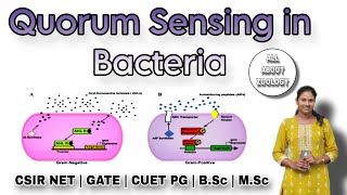 QUORUM SENSING IN BACTERIA FULL PATHWAY  MSc Classes  Cell Signaling  CSIR NET  GATE [upl. by Acus]