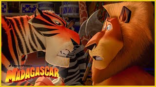 La pandilla se une al circo  Más avances  DreamWorks Madagascar en Español Latino [upl. by Seni537]