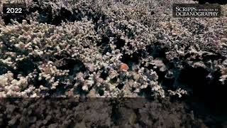 Branching Porites Coral at Olowalu Maui 20142022 [upl. by Tsiuqram]