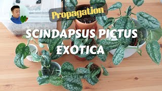 Propagation  Scindapsus pictus exotica boy did it take a long time 😅 [upl. by Goode]