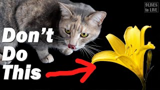 The 3 Most Common Household Items That Will Poison Your Cat [upl. by Ylremik454]