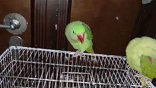 Be entertained by this parrots playful performance parrot alexandrine parakeet loro मैं [upl. by Llerrehs841]