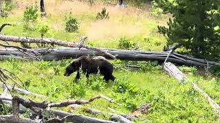 Grizzly bear poos in the woods also seen bison resting  and elk in mammoth [upl. by Hollinger]