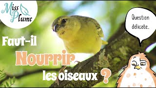 Fautil nourrir les oiseaux sauvages   Miss Plume [upl. by Eilyk]