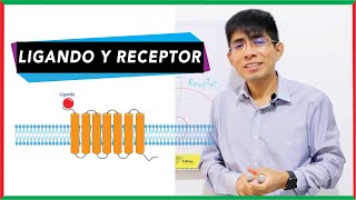 Interacción ligandoreceptor  Comunicación celular [upl. by Pearse574]