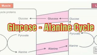 Glucose Alanine Cycle Biochemistry  Cahill Cycle Alanine Cycle [upl. by Ialocin]