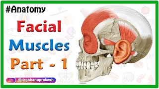 Facial muscles Anatomy animation Part 1  Neck and Auricular muscle group [upl. by Orran]