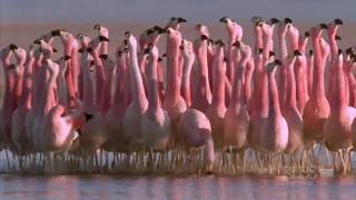 Hilarious Andean flamingo mating dance  NATURE  quotAndes The Dragons Backquot [upl. by Garris]