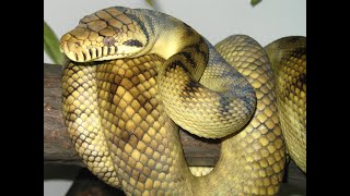 Amethystine Python Scrub Python [upl. by Einatsed529]