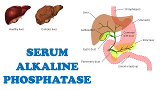 Alkaline phosphatase  Why does its level increases in body  Hepatobiliary diseases  Pregnancy [upl. by Sotnas]