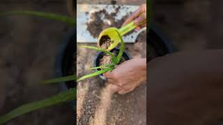 Repotting Aloe vera 🪴 natureinlifes [upl. by Eldredge812]