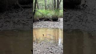 Georgia Swamp Loaded with Cottonmouths [upl. by Jeuz]