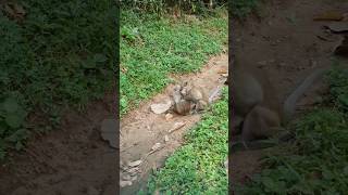 Wildlife monkey in Mohanokor troop wildanimal shortsvideo [upl. by Nywg]