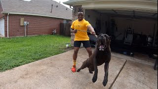 Massive Intense 1 Yr Old Cane Corso Lunges At Careless Breeder  Manstopper House Visit [upl. by Atinrehs]