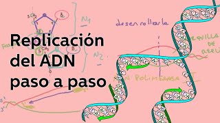 REPLICACIÓN DEL ADN PASO A PASO Historia y proceso completo [upl. by Conal41]