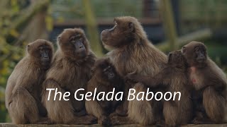 The Gelada Monkey aka quotThe Gelada Baboonquot A short documentary [upl. by Nilyahs]