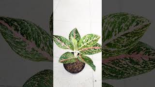 AGLAONEMA ANDARI MEWAH BERKELAS [upl. by Albert]