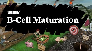 What is BCell Maturation Part 1  Sketchy Medical  USMLE Step 1 [upl. by Varien167]