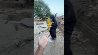 Gorilla Macaw parrot ko ly gia pets Macaw minivlogs gorilla [upl. by Gavrila997]