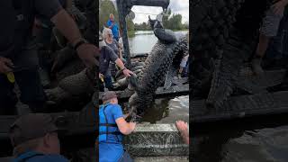 Catch and releasing a giant alligator in the swamps of La [upl. by Nylad]