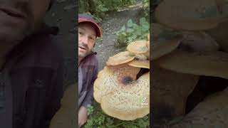 Cerioporus squamosus also known as dryads saddle or pheasant back mushroom [upl. by Brag595]