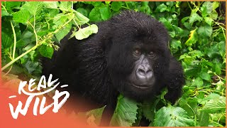 Saving The Last Silverback Mountain Gorillas From Extinction  Gorilla Doctors  Real Wild [upl. by Coyle617]