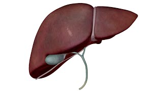 anatomie et segmentation du foie [upl. by Hansel689]