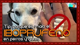 Porque es malo el IBOPRUFENO ASPIRINA y PARACETAMOL en perros y gatos [upl. by Ronaele370]