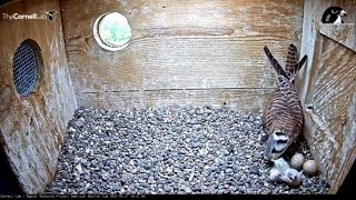 Three Cute Kestrel Chicks Hatch Within Four Hours Reveals And First Feeding  May 21 2022 [upl. by Bortz]