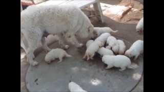 raw fed kuvasz puppies [upl. by Brandea]