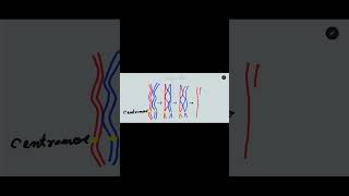 Crossing over in meiosis one Synapsis bivalent tetrad and chiasmata formation [upl. by Domineca]