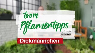 toom Pflanzentipps – Dickmännchen  toom Baumarkt [upl. by Hanni]