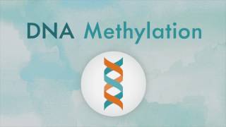 How DNA methylation works [upl. by Dloreg]