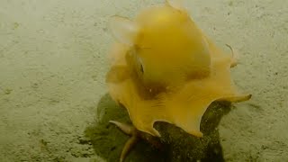 Adorable Flapjack Octopus  Nautilus Live [upl. by Ethbin469]