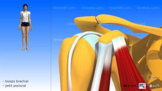 Muscle coracobrachial [upl. by Monaco638]