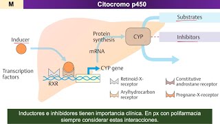 Farmacocinética METABOLISMO de fármacos [upl. by Ansell]