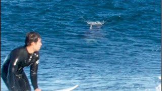 Great white shark chases surfers up rockshelf in Australia [upl. by Eneloc]