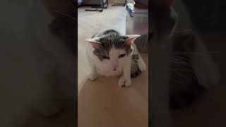 Skippy said “mind your business” cat cats catshorts catvideos cutecat kitty meow adorable [upl. by Niveg547]