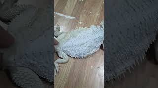 Peeling off shedding Bearded Dragon Zero 🦎 [upl. by Loftus]