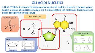 Metabolismo lipidico lipogenesi e lipolisi [upl. by Winebaum]