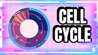 The Steps in the Cell Cycle Explained biology cellcycle cellbiology cell [upl. by Emmer]